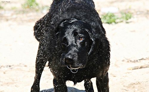 Close-up of dog shaking off water on field