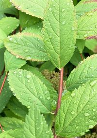 Close-up of raindrops on leaves