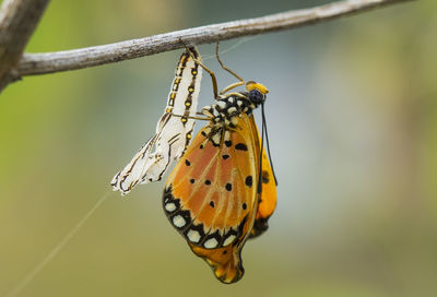 Close-up of butterfly on plant stem