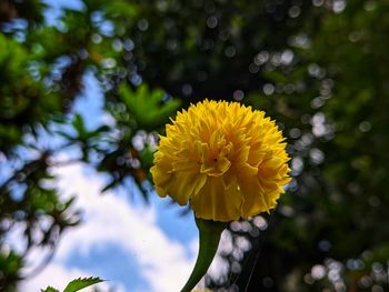 Close-up of yellow flowering plant