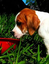 Dog resting on grassy field