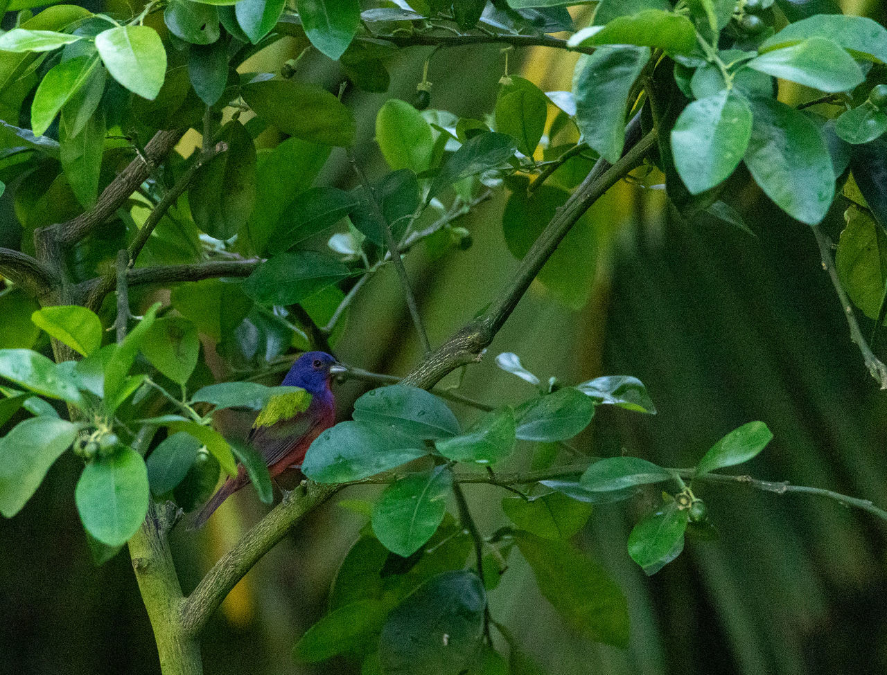 CLOSE-UP OF GREEN BIRD PERCHING ON TREE