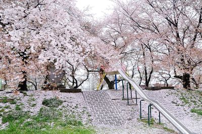 Flowers growing on tree