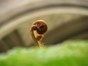 Close-up of insect on leaf