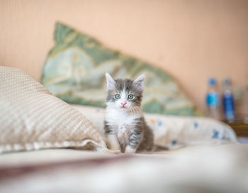 Portrait of cute kitten sitting on bed at home