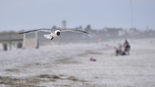 Seagulls flying over sea