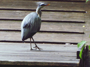 Bird perching on wood