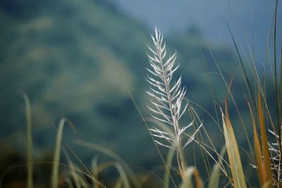 Close-up of stalks in field