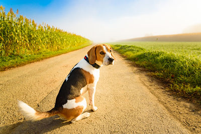 Dog standing on road amidst field against sky
