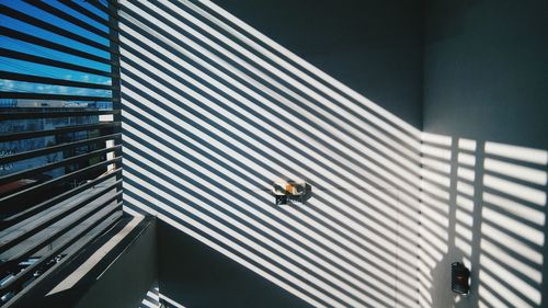 View of an insect on wall