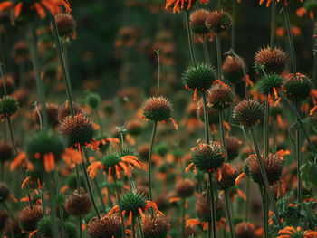 Close-up of flowering plants on field