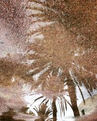 View of trees on snow covered land