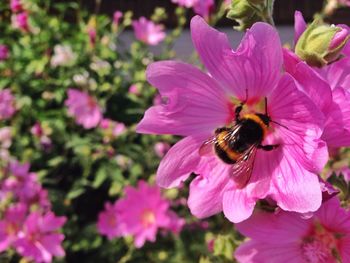 Close-up of honey bee pollinating flower