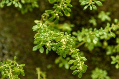 Close-up of plant