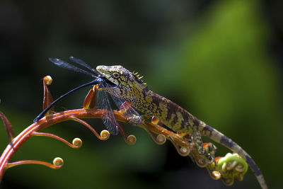 Close-up of raindrops on leaf