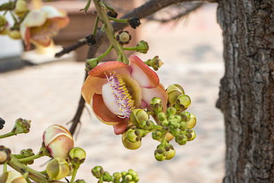 Close-up of pink flowering plant