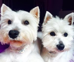 Close-up portrait of white dog