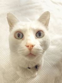 Portrait of white cat