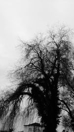 Low angle view of bare tree against sky