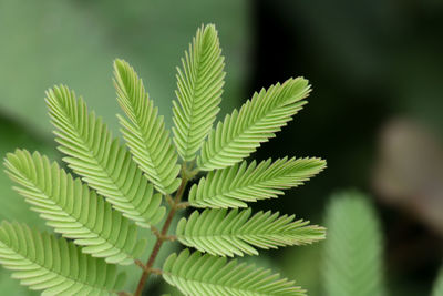 Close-up of palm tree leaves