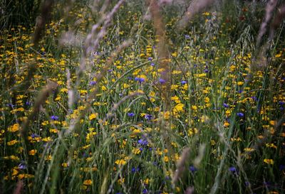 Close-up of yellow flowering plants on field