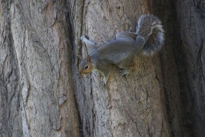 Close-up of squirrel on tree trunk