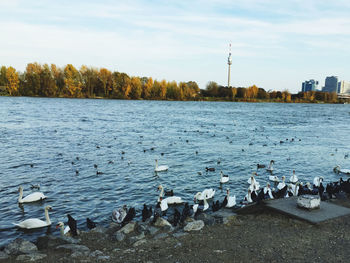 High angle view of swans on lake