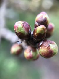 Close-up of berries growing on plant