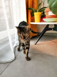 Portrait of cat sitting on table