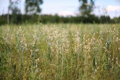 View of stalks in field