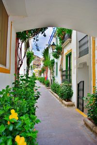 Plants growing outside house