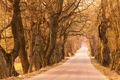 Road amidst trees