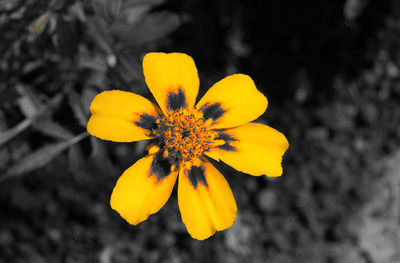 Close-up of yellow flower