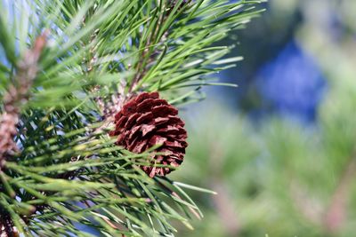 Close-up of female pine cone against bokeh background