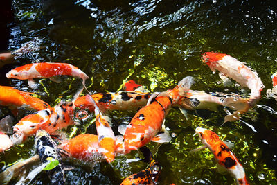 Fish swimming in a lake