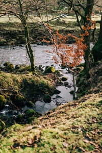 Plants growing by river in forest