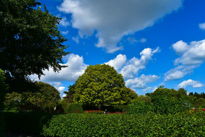 Trees on landscape against cloudy sky