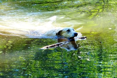 High angle view of dog in water