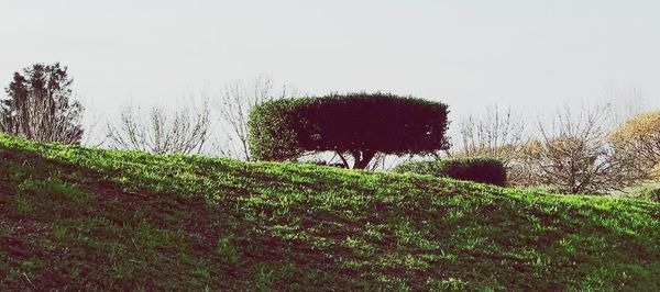 Trees against clear sky