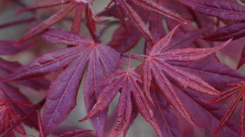 Close-up of red leaves on plant