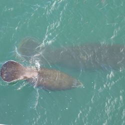 High angle view of turtle swimming in sea