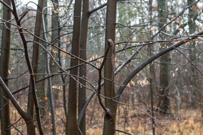 Close-up of bare trees in forest