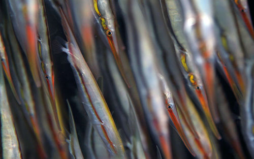 Close up of shoal of razorfish on a dark background. selective focus