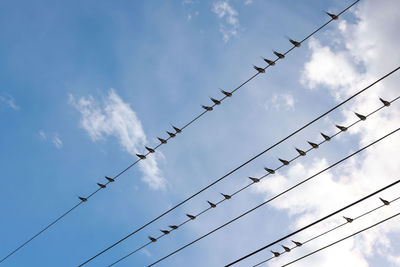 Many swift, swallow or martlet birds perching on wires over background of blue sky with copy space