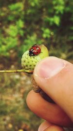 Close-up of hand holding ladybug on leaf