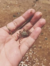 High angle view of human hand holding leaf