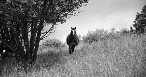 Horse standing on grassy field