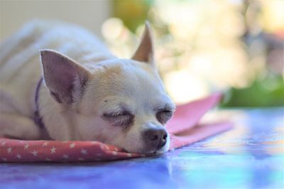 Close-up of dog sleeping in swimming pool