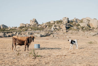 Horses standing on rock against clear sky