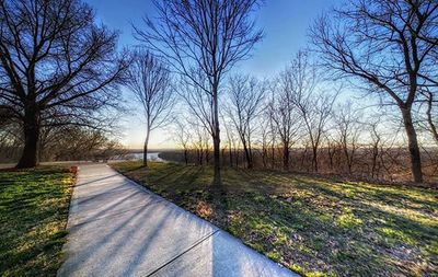 Bare trees on field